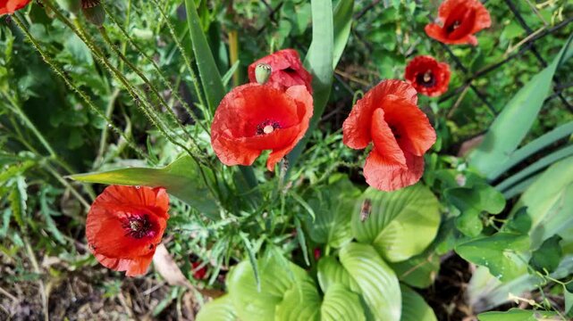 Cinematic 4K 24fps macro footage of vibrant red poppy flowers with water droplets by a mesh fence. Gentle camera movement creates subtle motion blur, capturing a fresh and detailed nature scene.