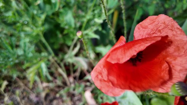 Cinematic 4K 24fps macro footage of vibrant red poppy flowers with water droplets by a mesh fence. Gentle camera movement creates subtle motion blur, capturing a fresh and detailed nature scene.