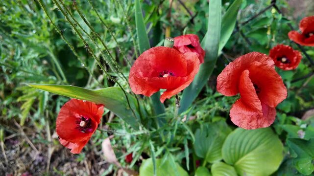Cinematic 4K 24fps macro footage of vibrant red poppy flowers with water droplets by a mesh fence. Gentle camera movement creates subtle motion blur, capturing a fresh and detailed nature scene.