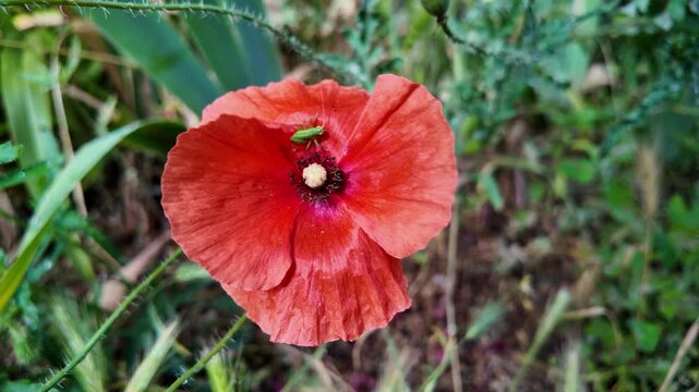 Cinematic 4K 24fps macro footage of vibrant red poppy flowers with water droplets by a mesh fence. Gentle camera movement creates subtle motion blur, capturing a fresh and detailed nature scene.