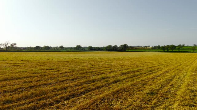 Harvested grain field across English countryside under clear sunny spring afternoon. Rural farmland landscape stretching toward green hedgerows and rolling agricultural fields. Golden crop stubble