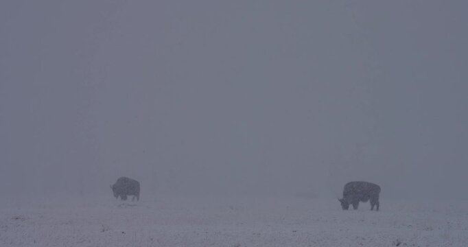 During a freak snowstorm in the middle of May, a small herd of bison can be seen moving and grazing, completely unbothered by the sudden change in weather.