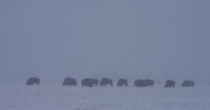 A herd of bison can be seen moving and grazing during a sudden snow storm, completely unbothered by the sudden shift in weather.