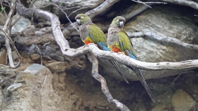 Pair of colorful burrowing parrots rest quietly on a gnarled branch in front of a rocky cliff face.
