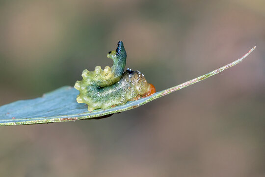 Sawfly Larva Curled On Damaged Eucalyptus Leaf