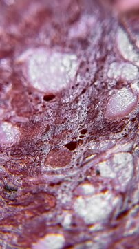 An extreme macro shot reveals the intricate texture of a salami cross section capturing fat globules and muscle fibers in vivid detail