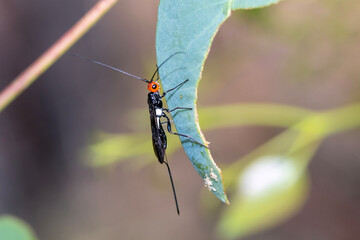 Braconid Wasp Hanging Beneath Green Leaf © Andrew