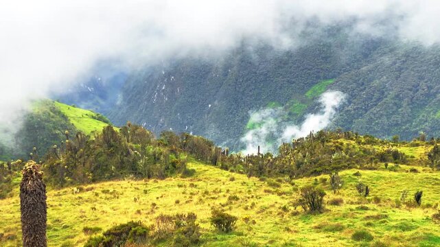 Frailejones Espeletia plants with misty Andean mountain scenery behind. Low clouds, volcanic highland p&aacute;ramo near Murillo Colombia, cinematic landscape.