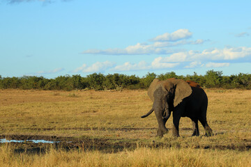 Obraz premium Afrikanischer Elefant / African elephant / Loxodonta africana