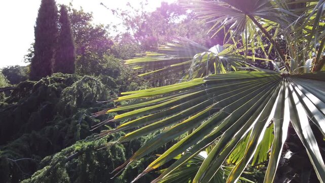 Close up view of sunlit palm fronds and tropical garden foliage illuminated by natural sunlight in lush botanical surroundings in Hamburg Germany