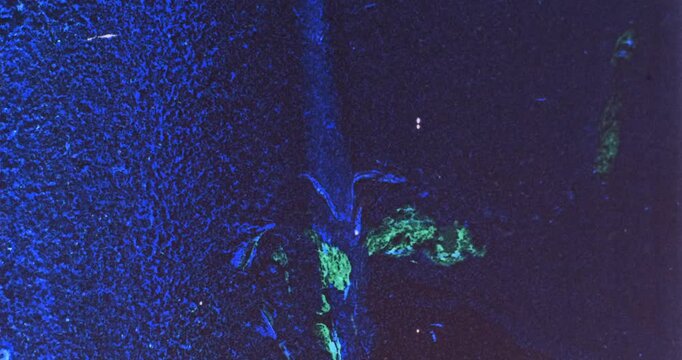 Hand marbled 35mm film with inverted colors flashing deep blues and moments of green.