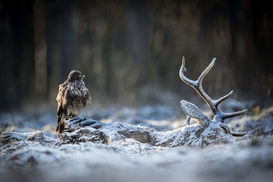 View of a common buzzard perched on a deer carcass with large antlers in a frost-covered winter forest Debrzno, Pomeranian Voivodeship, Poland.