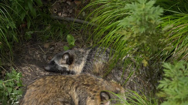 初夏の木陰で眠る野生のタヌキ
