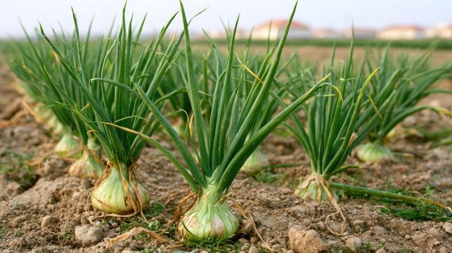 Fresh Green Onions Growing in a Farm Field under Clear Blue Sky with Agricultural Landscape in Background