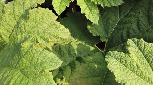 Close up view of large textured green leaves illuminated by natural sunlight highlighting foliage detail and lush vegetation in Hamburg Germany