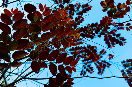 Autumn leaves against blue sky