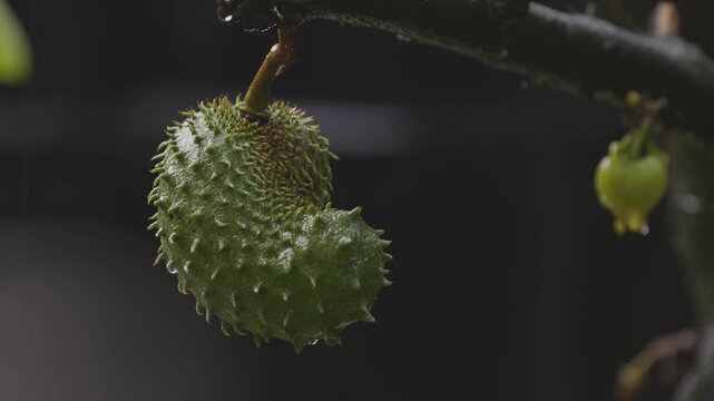 A Soursop fruit and a flower being watered naturally by the rain