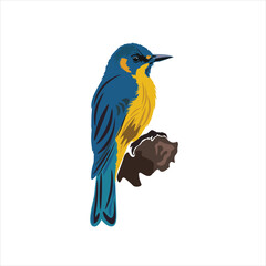 blue and yellow bird © lumbia