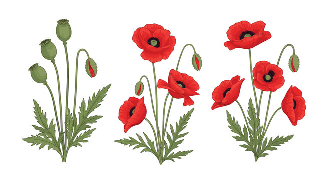 Botanical illustration of red poppy flowers in various blooming stages including green buds and fully opened blossoms with green leaves.
