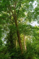 Fototapeta premium Frisches sattes grün an den Bäumen im Park und Wald im Juni bei Nebel und Dunst