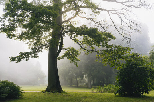 Frisches sattes gr&uuml;n an den B&auml;umen im Park und Wald im Juni bei Nebel und Dunst