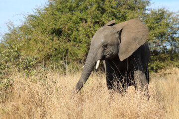 Fototapeta premium Afrikanischer Elefant / African elephant / Loxodonta africana