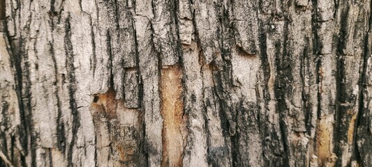 Obraz premium Natural tree bark texture.The image can be used for backgrounds, wallpapers, graphic designs, and more.