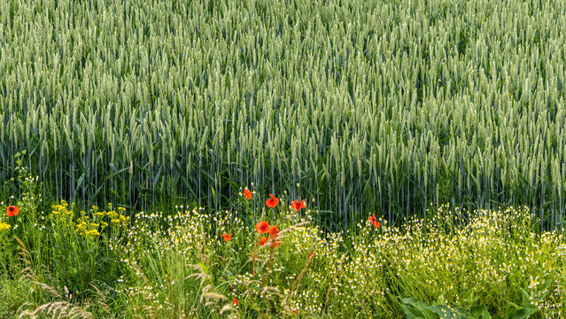 Field of blue-green rye with unripe ears, with a border of wildflowers, including red poppies 