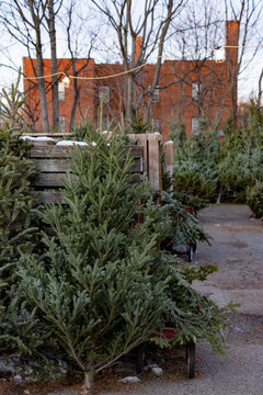 Christmas trees for sale displayed in an outdoor urban setting with brick building backdrop.
