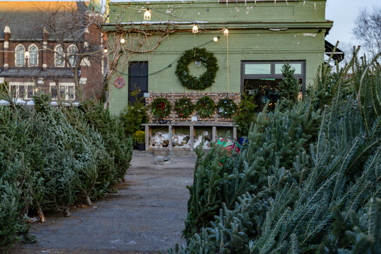 Christmas trees line a pathway to a wreath-adorned building with festive lights and decorations. 
