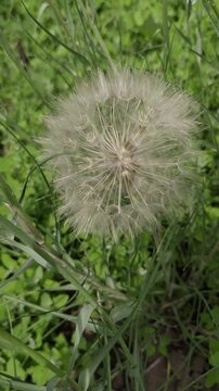 Close up of a fluffy Tragopogon pratensis meadow salsify seed head in green grass, evoking a peaceful, dreamy mood of freedom and fragility.
