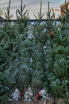 Rows of fresh evergreen Christmas trees stand lined up in an outdoor market at dusk.
