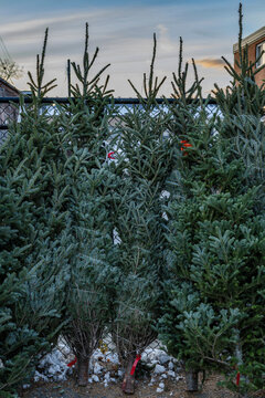 A row of evergreen Christmas trees stands upright against a chain-link fence at sunset.