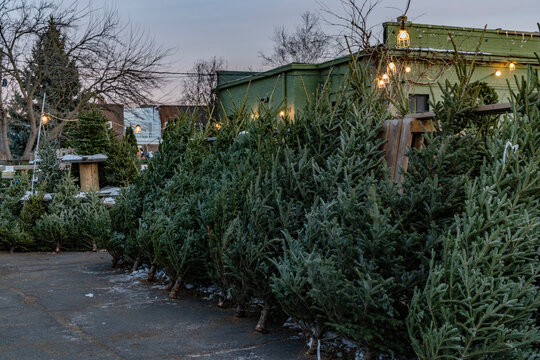 A lot filled with fresh, green Christmas trees under string lights at dusk.  