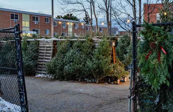 Christmas trees arranged outside in an urban setting surrounded by buildings and fences.