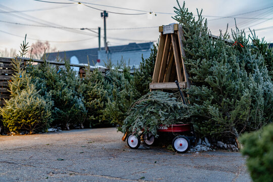 Christmas trees on sale in a lot, with a red wagon and string lights overhead.