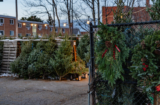 Christmas trees and wreaths on display outside in a fenced area with buildings in the background.