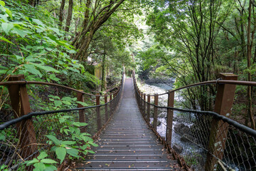 Fototapeta premium Suspension bridge leading through a lush green forest