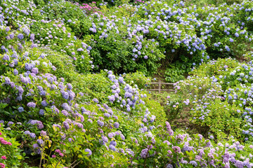 Fototapeta premium Colorful hydrangeas blooming along a garden path in summer