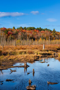 Autumn trees with vibrant foliage surround a peaceful wetlands under a clear blue sky.
