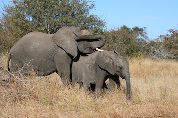 Fototapeta premium Afrikanischer Elefant / African elephant / Loxodonta africana
