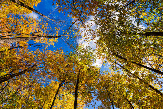 Vibrant autumn trees with yellow leaves against a bright blue sky viewed from below.
