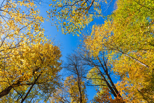 Vibrant autumn trees with golden leaves under a clear blue sky.