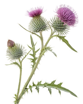 Purple Milk Thistle Flower Branch with Thorny Green Leaves Isolated on White Background