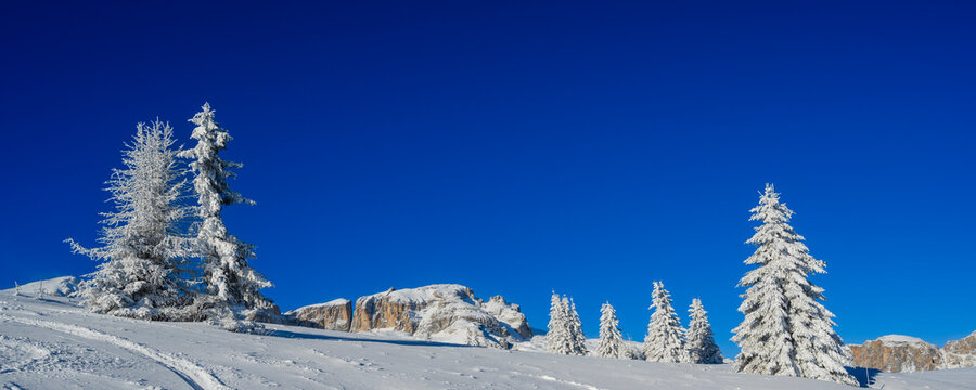 Snow-covered trees on a pristine hillside under a clear blue sky in winter.
