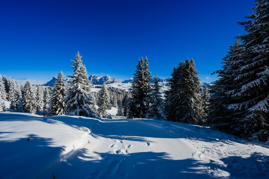 Snow-covered forest with tall pine trees under a bright blue sky in a serene winter landscape.