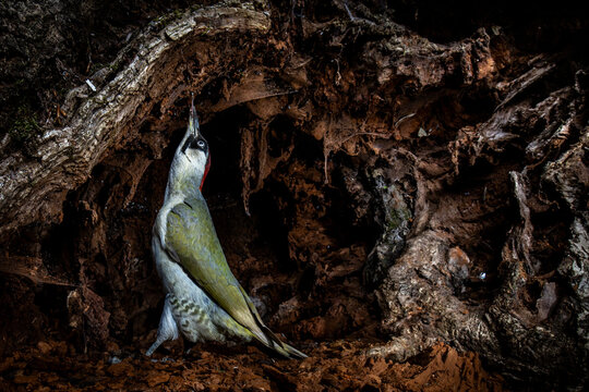 View of a European green woodpecker with its red crown and green feathers perched inside a dark hollow of a decaying tree trunk in Debrzno, Pomeranian Voivodeship, Poland.