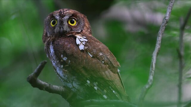 Close up portrait of a wild scops owl with bright yellow eyes perched on a tree branch in a lush green forest environment