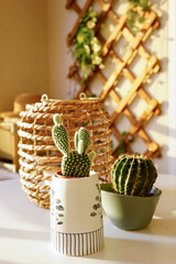 Cozy indoor nature inspired scene featuring green cacti in decorative pots and a modern white watering can on table, set against a blurred balcony background with a wooden trellis in warm sunset light © Laura Pashkevich