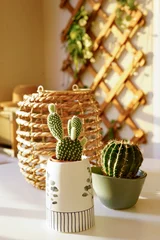 Cozy indoor nature inspired scene featuring green cacti in decorative pots and a modern white watering can on table, set against a blurred balcony background with a wooden trellis in warm sunset light © Laura Pashkevich